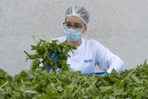 Barilla, 650mila analisi l'anno, 250 professionisti per sicurezza: la filiera del basilico dal campo al vasetto pesto Barilla, 650mila analisi l'anno, 250 professionisti per sicurezza: la filiera del basilico dal campo al vasetto pesto