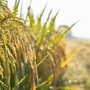Confagricoltura: "Il futuro della terra passa dalle tecnologie, oggi precision farming al 10%"