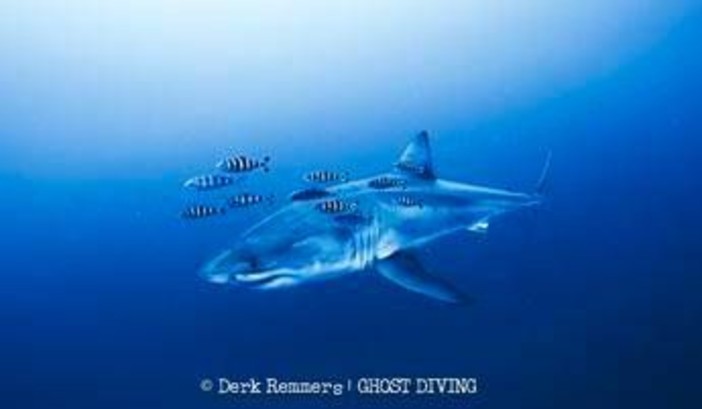Grande squalo bianco a pochi metri dai sub: il rarissimo incontro nel Mediterraneo Grande squalo bianco a pochi metri dai sub: il rarissimo incontro nel Mediterraneo
