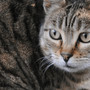 Scoperta nuova specie di felino selvatico, si trova in Bolivia: è il gatto Tilcayo Scoperta nuova specie di felino selvatico, si trova in Bolivia: è il gatto Tilcayo