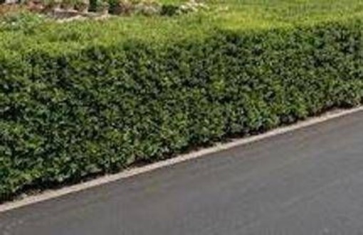 La siepe è verde e ben potata ma sporge, multa da 180 euro a ogni condomino della palazzina