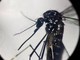 Dengue, in Italia quasi 700 casi in 2024. Torna allarme zanzare, Bassetti: &quot;Momento di agire&quot;