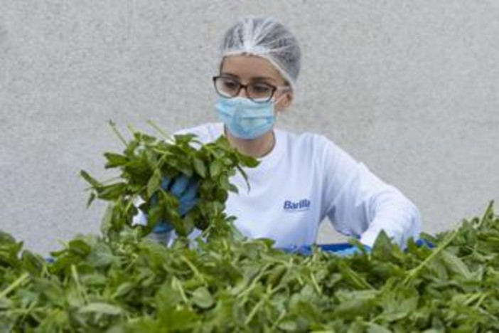 Barilla, 650mila analisi l'anno, 250 professionisti per sicurezza: la filiera del basilico dal campo al vasetto pesto Barilla, 650mila analisi l'anno, 250 professionisti per sicurezza: la filiera del basilico dal campo al vasetto pesto