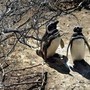 Pinguini sentinelle dell'ambiente in Patagonia, dotati di sensori rilevano inquinanti Pfas
