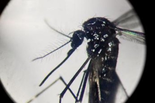 Dengue, in focolai in Italia prevale trasmissione a breve distanza: entro 400 metri Dengue, in focolai in Italia prevale trasmissione a breve distanza: entro 400 metri