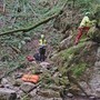 Tenta di salvare 13enne precipitato in una scarpata nel Bosco del Corniglio: scivola e muore sul colpo
