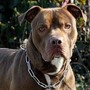 Bari, bimba di 2 anni agredita e ferita al volto da pitbull del vicino