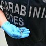 Palermo, fermento all'aeroporto: trovato piccolo serpente sul volo da Lampedusa Palermo, fermento all'aeroporto: trovato piccolo serpente sul volo da Lampedusa