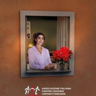 Lotta alle leucemie, tornano le stelle di Natale Ail per la ricerca Lotta alle leucemie, tornano le stelle di Natale Ail per la ricerca