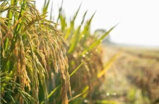 Confagricoltura: "Il futuro della terra passa dalle tecnologie, oggi precision farming al 10%" Confagricoltura: "Il futuro della terra passa dalle tecnologie, oggi precision farming al 10%"