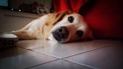 Lumache killer, allarme infezioni nei cani: dobbiamo preoccuparci?