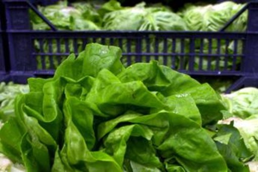 Giallo sull'epidemia di ciclosporiasi negli Usa, Fda: "Test su lattuga falso positivo" Giallo sull'epidemia di ciclosporiasi negli Usa, Fda: "Test su lattuga falso positivo"