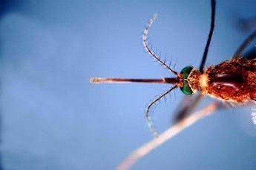 West Nile, prima vittima in Liguria: 86enne muore a Genova. Bassetti: "Massima attenzione" West Nile, prima vittima in Liguria: 86enne muore a Genova. Bassetti: "Massima attenzione"