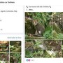 Cucciolo di ocelot al Parco Faunistico La Torbiera, il lieto evento vola sul web Cucciolo di ocelot al Parco Faunistico La Torbiera, il lieto evento vola sul web