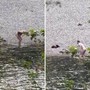 Bagno senza veli nel Brenta, due uomini entrano in acqua nonostante il divieto Bagno senza veli nel Brenta, due uomini entrano in acqua nonostante il divieto