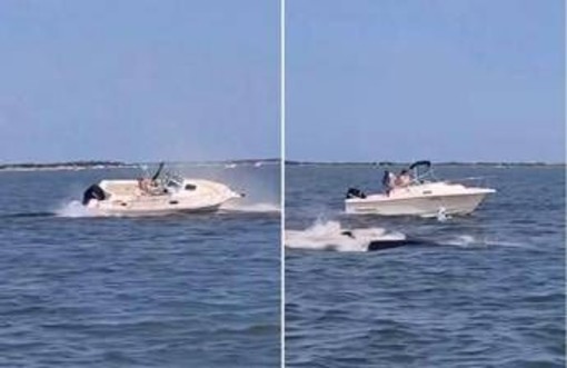 Balena contro barca, animale muore e uomo in mare Balena contro barca, animale muore e uomo in mare