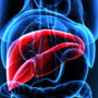 Mash, esperti a confronto su importanza diagnosi per patologia epatica sottovalutata