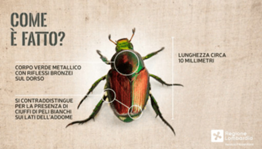 Allarme scarabeo giapponese, ha colpito Piemonte e Lombardia: perché è una minaccia Allarme scarabeo giapponese, ha colpito Piemonte e Lombardia: perché è una minaccia
