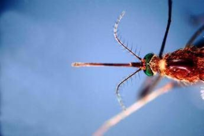 West Nile, prima vittima in Liguria: 86enne muore a Genova. Bassetti: "Massima attenzione"
