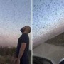 Invasione record di locuste, milioni di insetti oscurano il cielo. E il web grida alla 'piaga biblica'