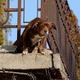 No a cani e gatti su balconi, scantinati, terrazze e cortili: la nuova legge in Spagna No a cani e gatti su balconi, scantinati, terrazze e cortili: la nuova legge in Spagna