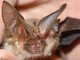 Si sveglia con un pipistrello sul viso, 11enne muore di rabbia: nessun segno di morso Si sveglia con un pipistrello sul viso, 11enne muore di rabbia: nessun segno di morso