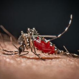 Cos'è la malaria, la 'febbre palustre' portata dalle zanzare che ora spaventa la Germania