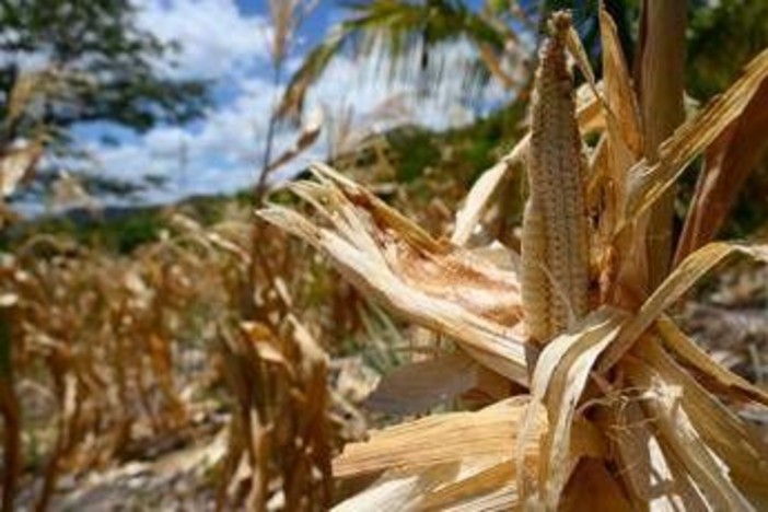 El Niño e l'allarme Ocse: "Al 95% sarà molto intenso, impatto su raccolti e prezzi alimentari" El Niño e l'allarme Ocse: "Al 95% sarà molto intenso, impatto su raccolti e prezzi alimentari"