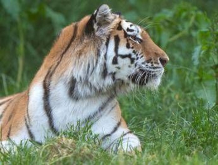 Scavalca il recinto e viene sbranato da una tigre allo zoo: tragedia nello Yorkshire