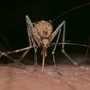 Allerta sanitaria in Liguria: Fentanyl e Dengue, Regione Liguria avvia la campagna informativa