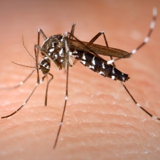 Giornata della zanzara: perché e nata e come difendersi dagli odiati insetti