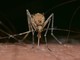 Virus “Usutu” rilevato nelle zanzare dell'aeroporto di Genova, Asl intensifica i controlli