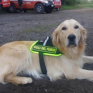 Addio a Zoe, la cagnolina dei vigili del fuoco simbolo dei soccorsi al ponte Morandi Addio a Zoe, la cagnolina dei vigili del fuoco simbolo dei soccorsi al ponte Morandi