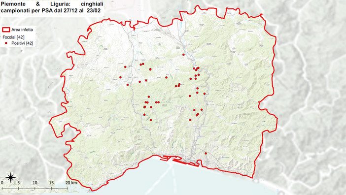 Peste suina, salgono a 42 i casi accertati, nuovo ritrovamento a Ronco Scrivia