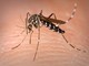 Un caso di &quot;febbre Dengue&quot; a Genova: tutte le misure per evitare contagi