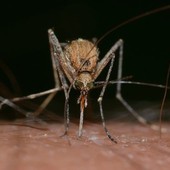 Dengue, novembre e zanzare fuori stagione: scattano le profilassi preventive in tre aree del genovesato Dengue, novembre e zanzare fuori stagione: scattano le profilassi preventive in tre aree del genovesato