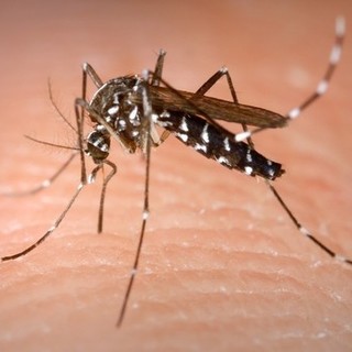 Nuovo caso di &quot;dengue&quot; segnalato a Genova: colpa di una zanzara tropicale