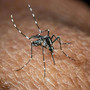 West Nile, caso sospetto in una gazza a Bolzaneto: scatta la disinfestazione straordinaria