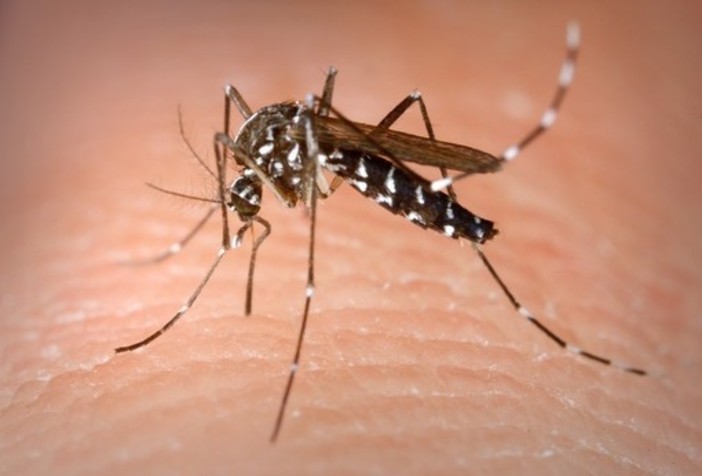 Nuovo caso di &quot;dengue&quot; segnalato a Genova: colpa di una zanzara tropicale