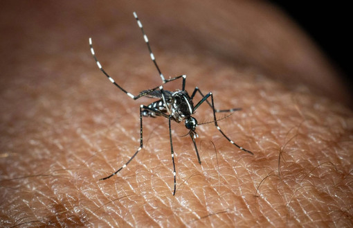 West Nile, caso sospetto in una gazza a Bolzaneto: scatta la disinfestazione straordinaria West Nile, caso sospetto in una gazza a Bolzaneto: scatta la disinfestazione straordinaria