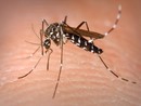 Dengue a Genova, scattano interventi straordinari contro la zanzara tigre in via Carrara e zone limitrofe Dengue a Genova, scattano interventi straordinari contro la zanzara tigre in via Carrara e zone limitrofe