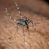 West Nile, caso sospetto in una gazza a Bolzaneto: scatta la disinfestazione straordinaria West Nile, caso sospetto in una gazza a Bolzaneto: scatta la disinfestazione straordinaria
