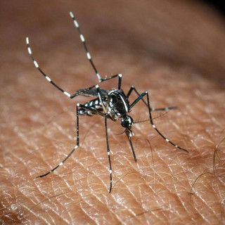 West Nile, caso sospetto in una gazza a Bolzaneto: scatta la disinfestazione straordinaria