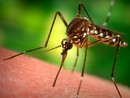 Infestazioni d'estate, oggi ripartono le operazioni anti-zanzare a Genova Infestazioni d'estate, oggi ripartono le operazioni anti-zanzare a Genova